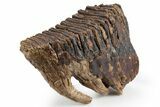 Juvenile Mammoth Molar - Siberia #303326-1